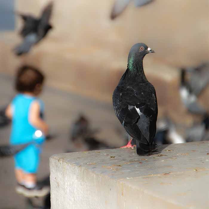 um p&aacute;ssaro parado numa borda