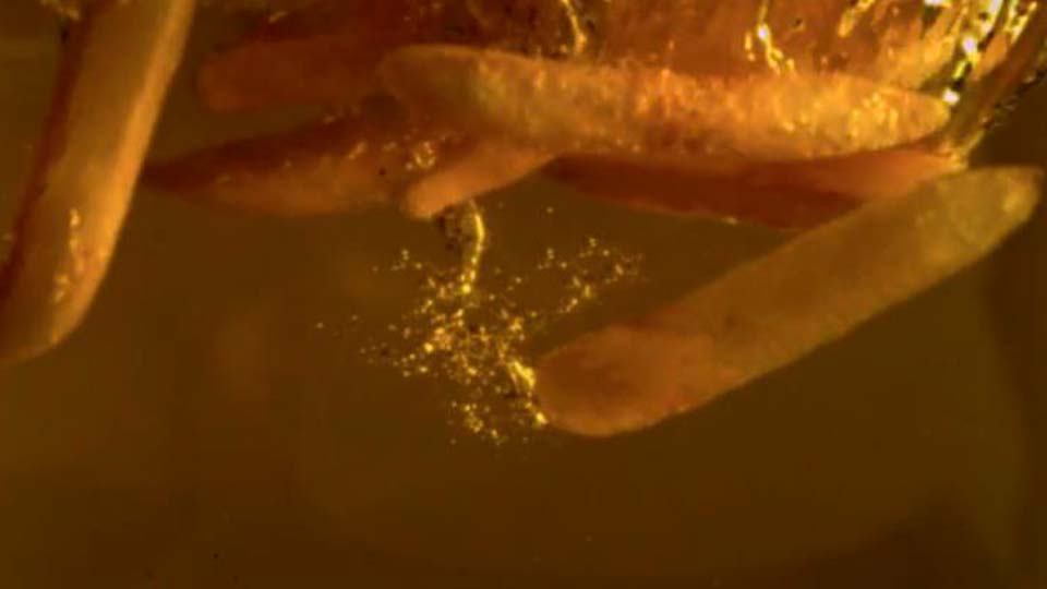 Conjunto de pequeno-almo&ccedil;o, v&iacute;deo do produto