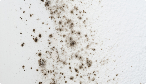 Alerg&eacute;nios &ndash; Bolor