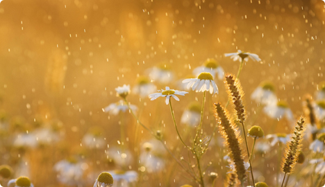 Alerg&eacute;nios &ndash; P&oacute;len