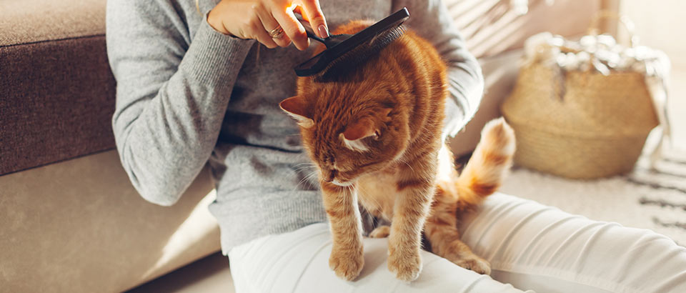 Alerg&eacute;nios em casa - Part&iacute;culas de animais, factos sobre alergias