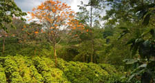 Os cafeeiros s&atilde;o cultivados em zonas do mundo tropicais e subtropicais.