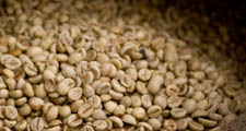 As sementes das bagas de caf&eacute; vermelhas s&atilde;o extra&iacute;das e secas