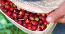 Ar&aacute;bica ou Robusta